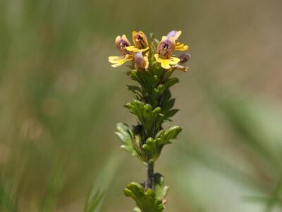 euphrasia minima