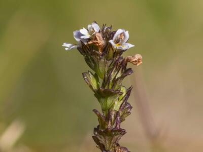 euphrasia minima weiss