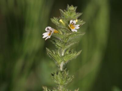 euphrasia officinalis ssp rostkoviana