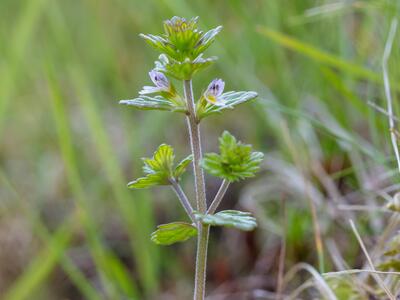 euphrasia ostenfeldii