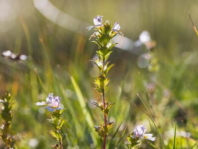 euphrasia picta