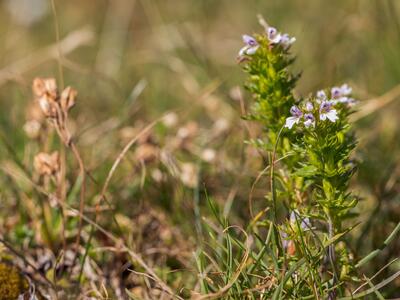 euphrasia salisburgensis