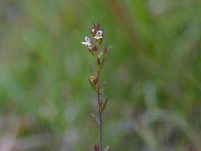 euphrasia salisburgensis var schoenicola