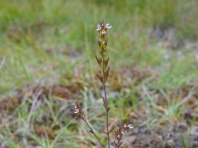 euphrasia salisburgensis var schoenicola habitus