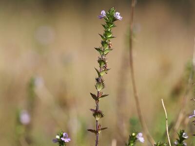 euphrasia stricta ssp stricta