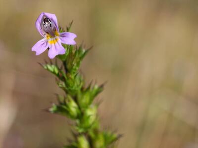 euphrasia stricta ssp stricta detail