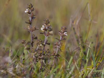 euphrasia stricta ssp suecica