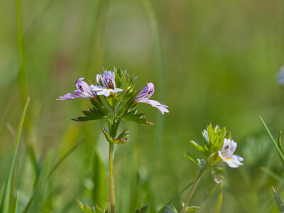 euphrasia stricta ssp tenuis