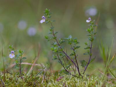 euphrasia stricta var brevipila