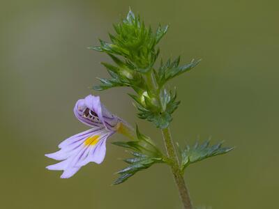 euphrasia stricta var brevipila detail