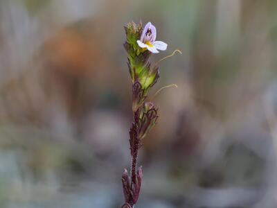 euphrasia stricta var gotlandica