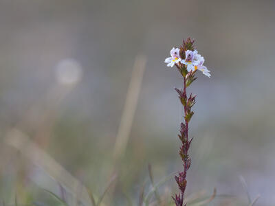 euphrasia stricta var oelandica