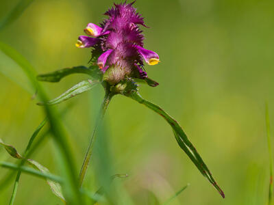 melampyrum cristatum