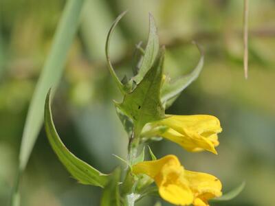 melampyrum nemorosum