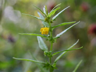 melampyrum sylvaticum