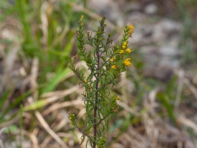 odontites luteus