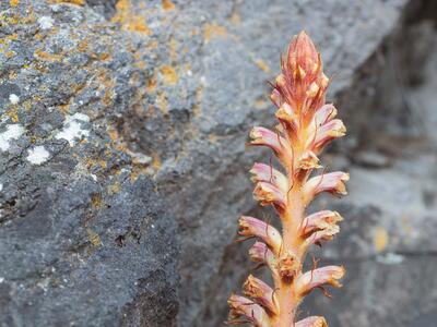 orobanche amethystea