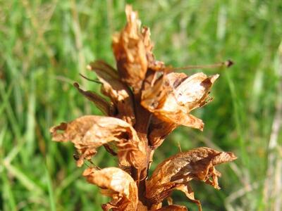 orobanche caryophyllacea