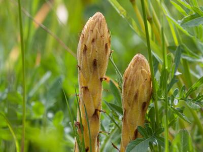 orobanche elatior