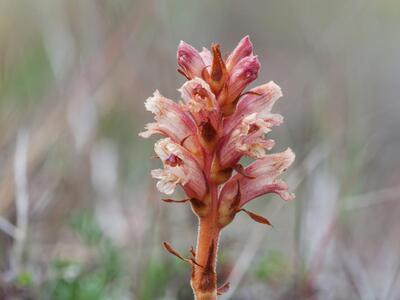 orobanche epithymum