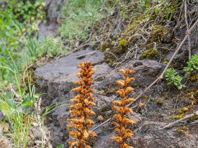 orobanche hederae