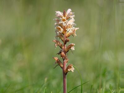 orobanche lutea