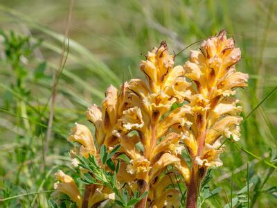 orobanche lutea habitus