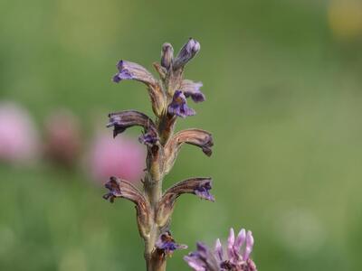 orobanche purpurea