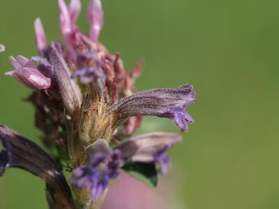 orobanche purpurea detail