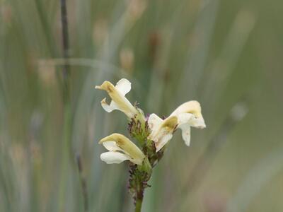 pedicularis ascendens