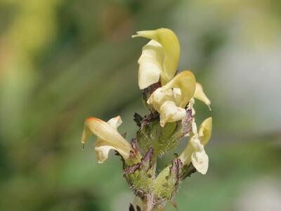 pedicularis ascendens detail