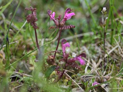 pedicularis palustris ssp borealis