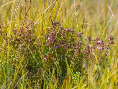 pedicularis palustris ssp opsiantha