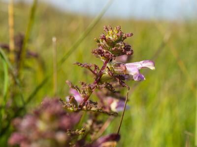 pedicularis palustris ssp opsiantha detail