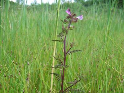 pedicularis palustris ssp palustris