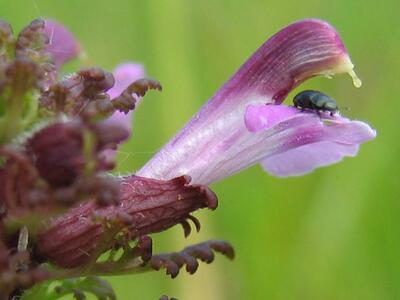 pedicularis palustris ssp palustris bluete