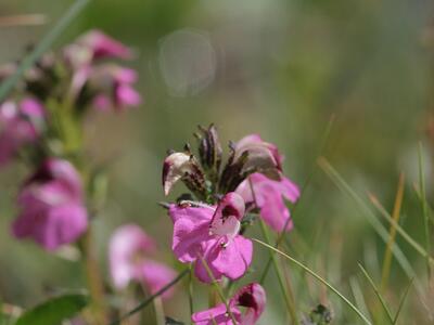 pedicularis rostrato-spicata