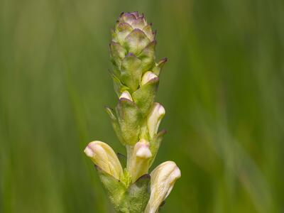 pedicularis sceptrum-carolinum