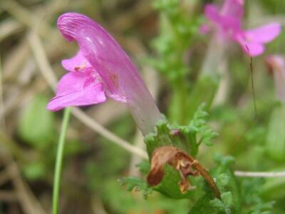 pedicularis sylvatica