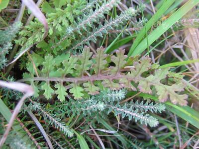 pedicularis sylvatica blatt