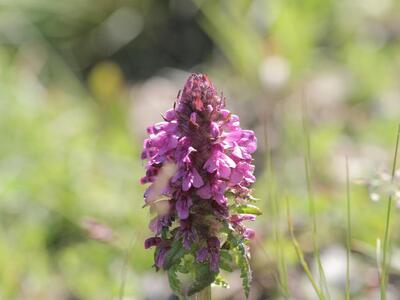 pedicularis verticillata