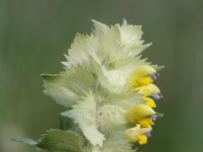 rhinanthus alectorolophus