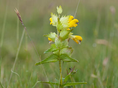 rhinanthus angustifolius ssp angustifolius