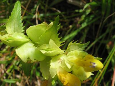 rhinanthus angustifolius ssp angustifolius detail