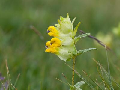 rhinanthus angustifolius ssp angustifolius stack