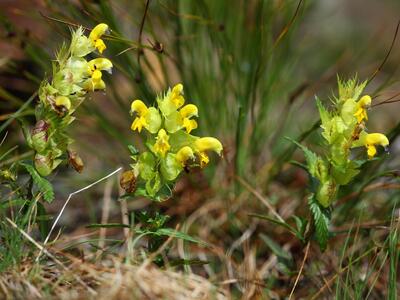 rhinanthus glacialis