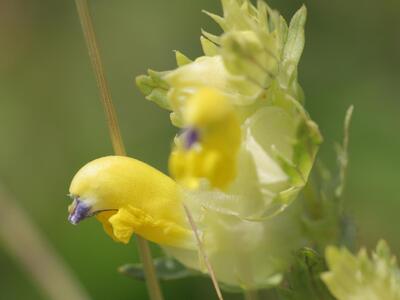 rhinanthus glacialis detail