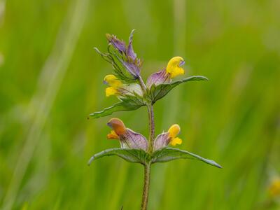 rhinanthus minor ssp groenlandicus