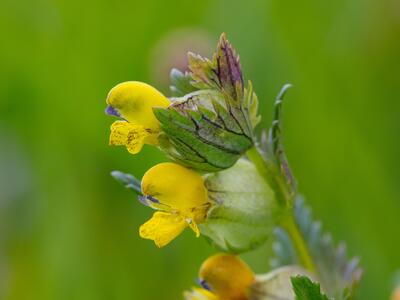 rhinanthus minor ssp groenlandicus detail