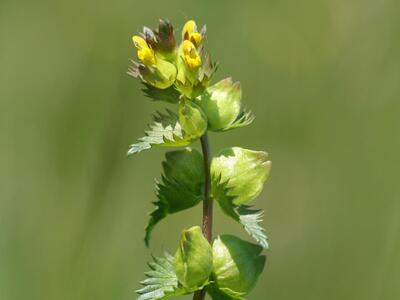 rhinanthus minor ssp minor